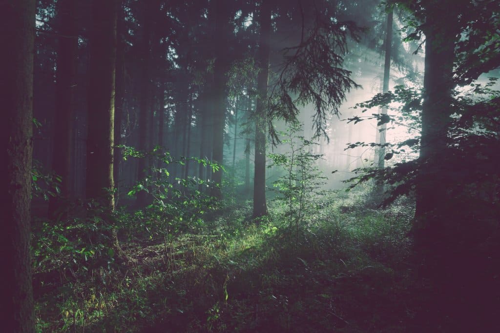 Misty forest canopy
