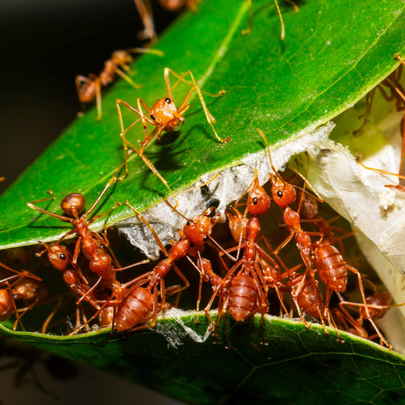 Ants