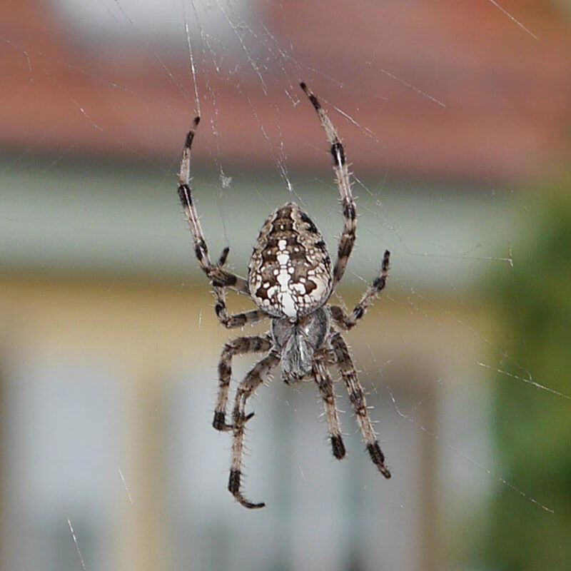 Spiders