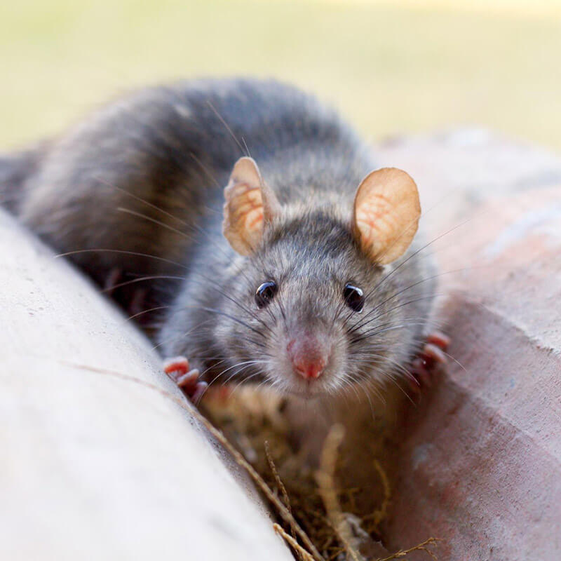 Rodents