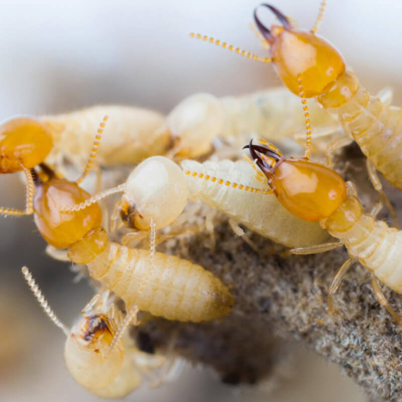 Termites