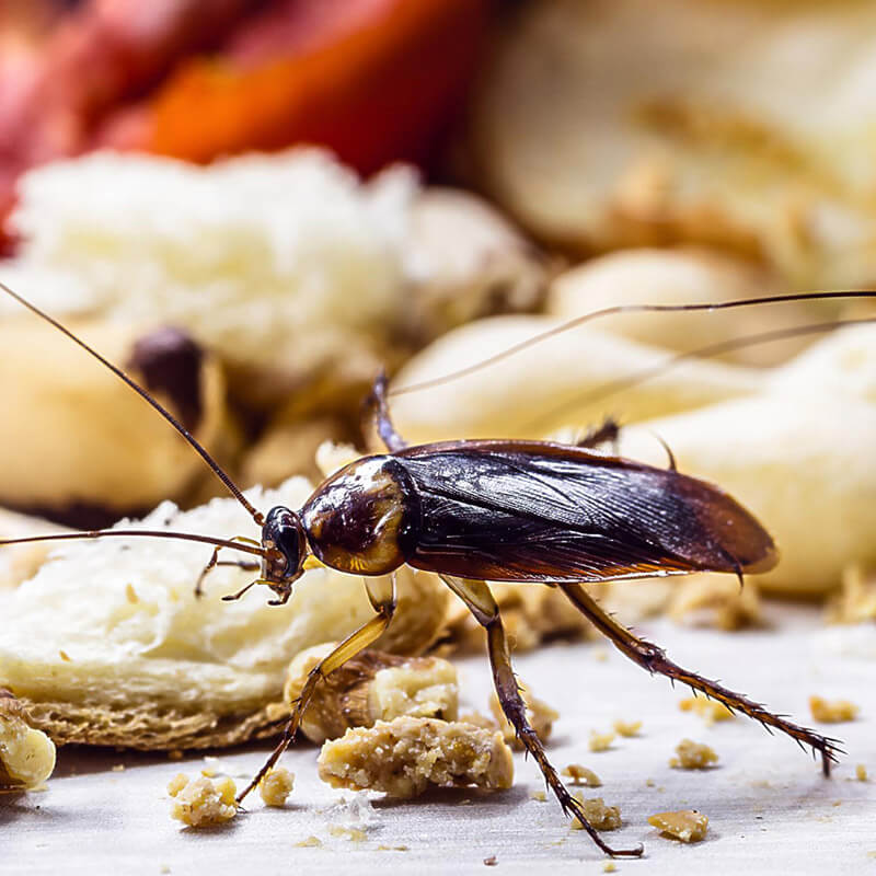 Roaches