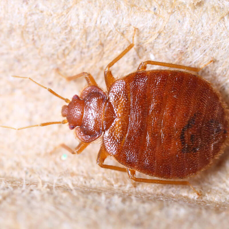 Bed Bugs
