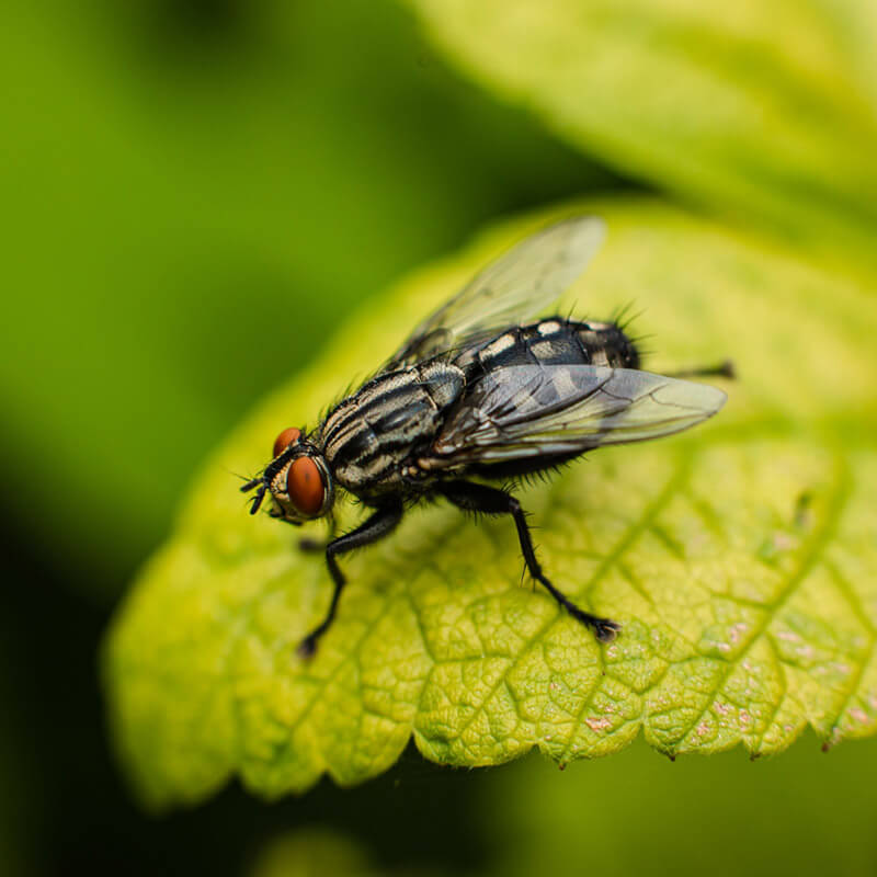 Flying Insects