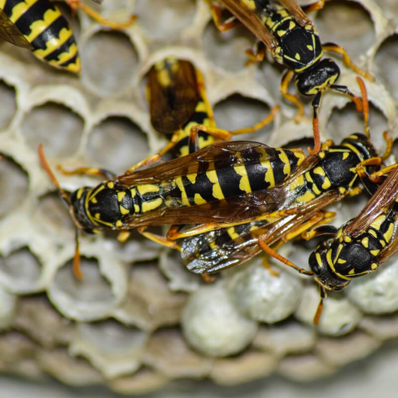 Other pests